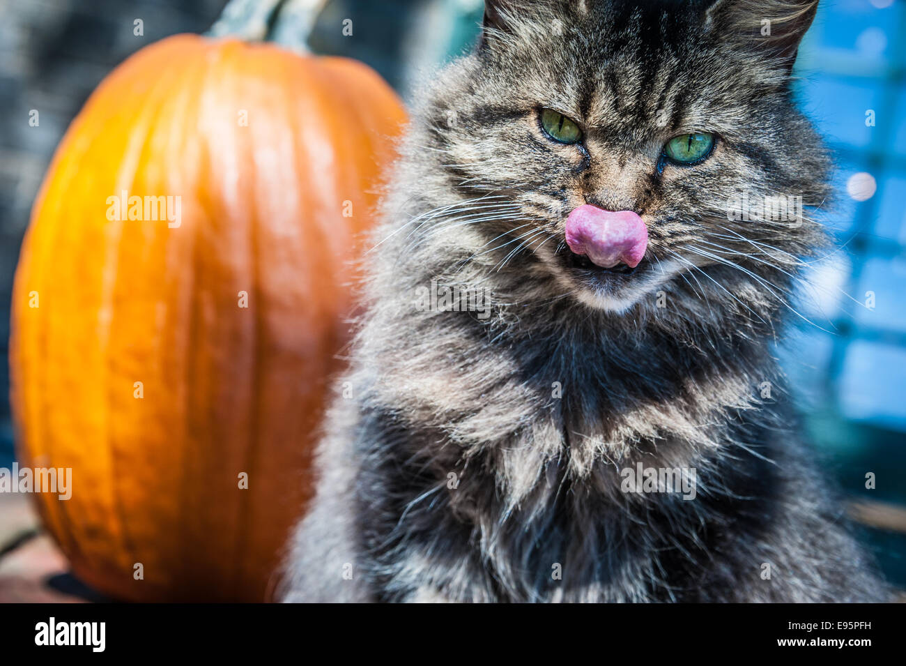 Green-Eyed Katze leckt ihre Lippen und starrt unverwandt aus ihrem Barsch vor einem sonnenbeschienenen Kürbis. Stockfoto