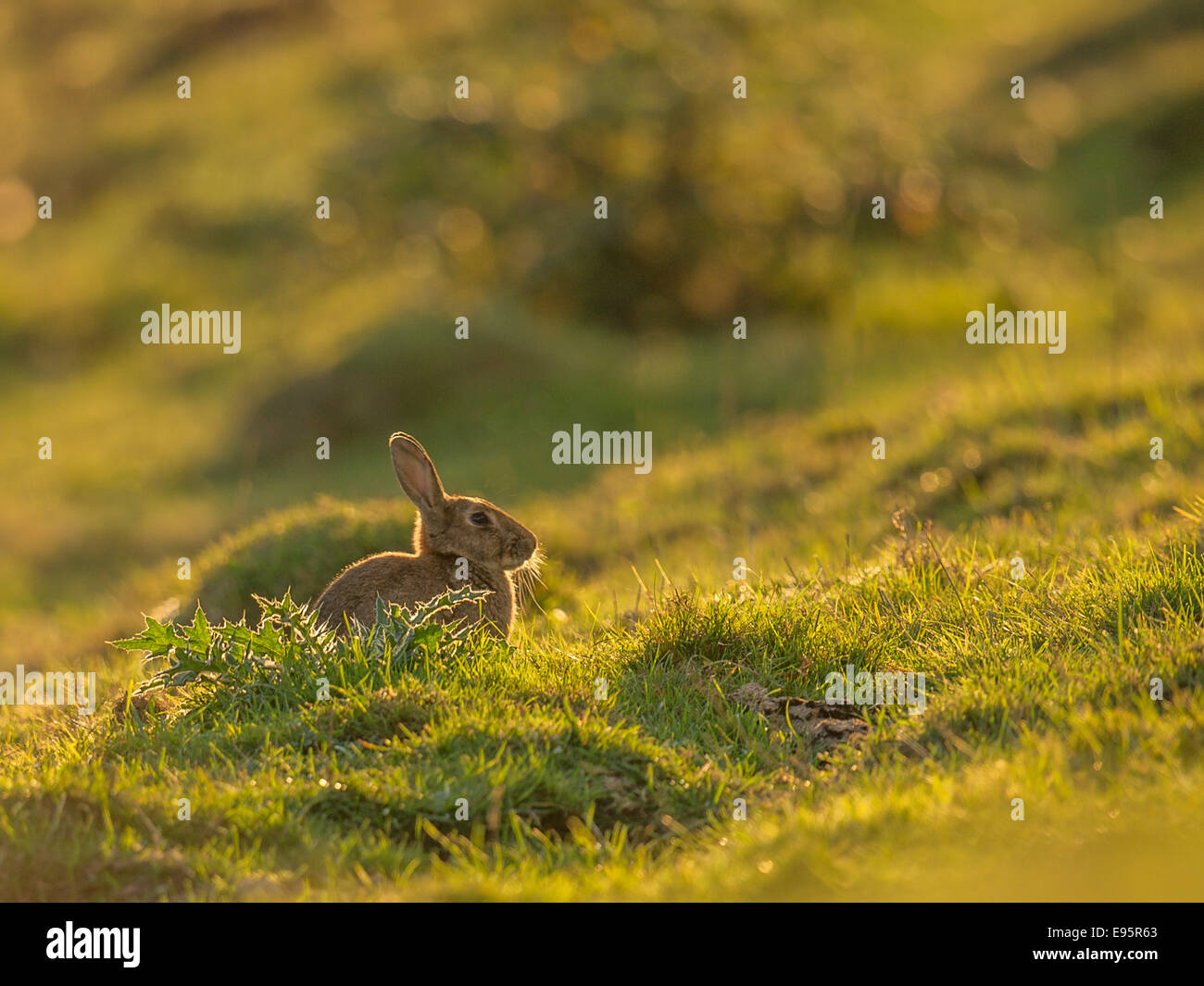 Wildkaninchen, [Lepus Curpaeums] ein einzelnes Weibchen sitzt auf einem Hügel in frühen Abend Sonnenlicht getaucht. Stockfoto