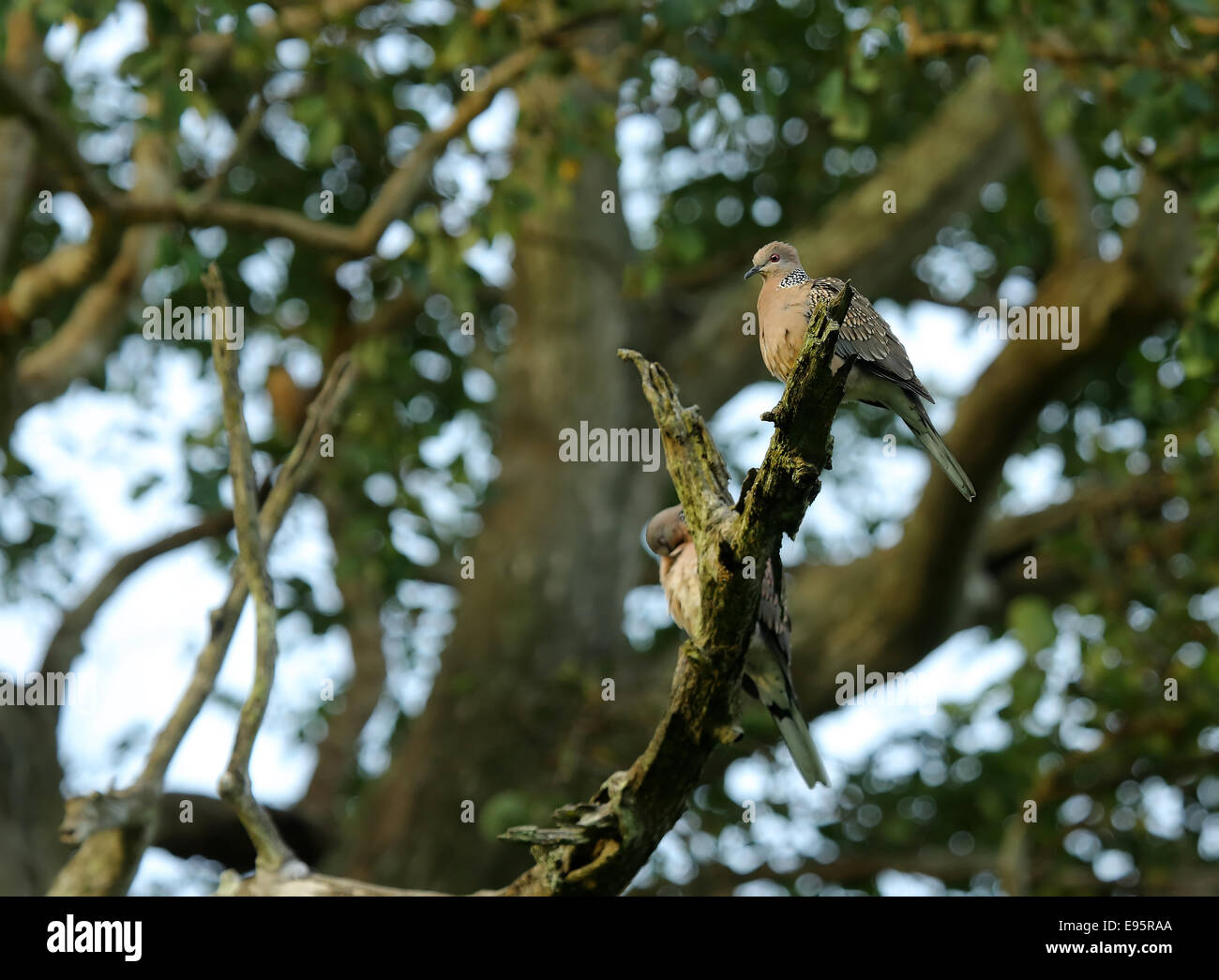 Eine gefleckte Taube entspannend Stockfoto