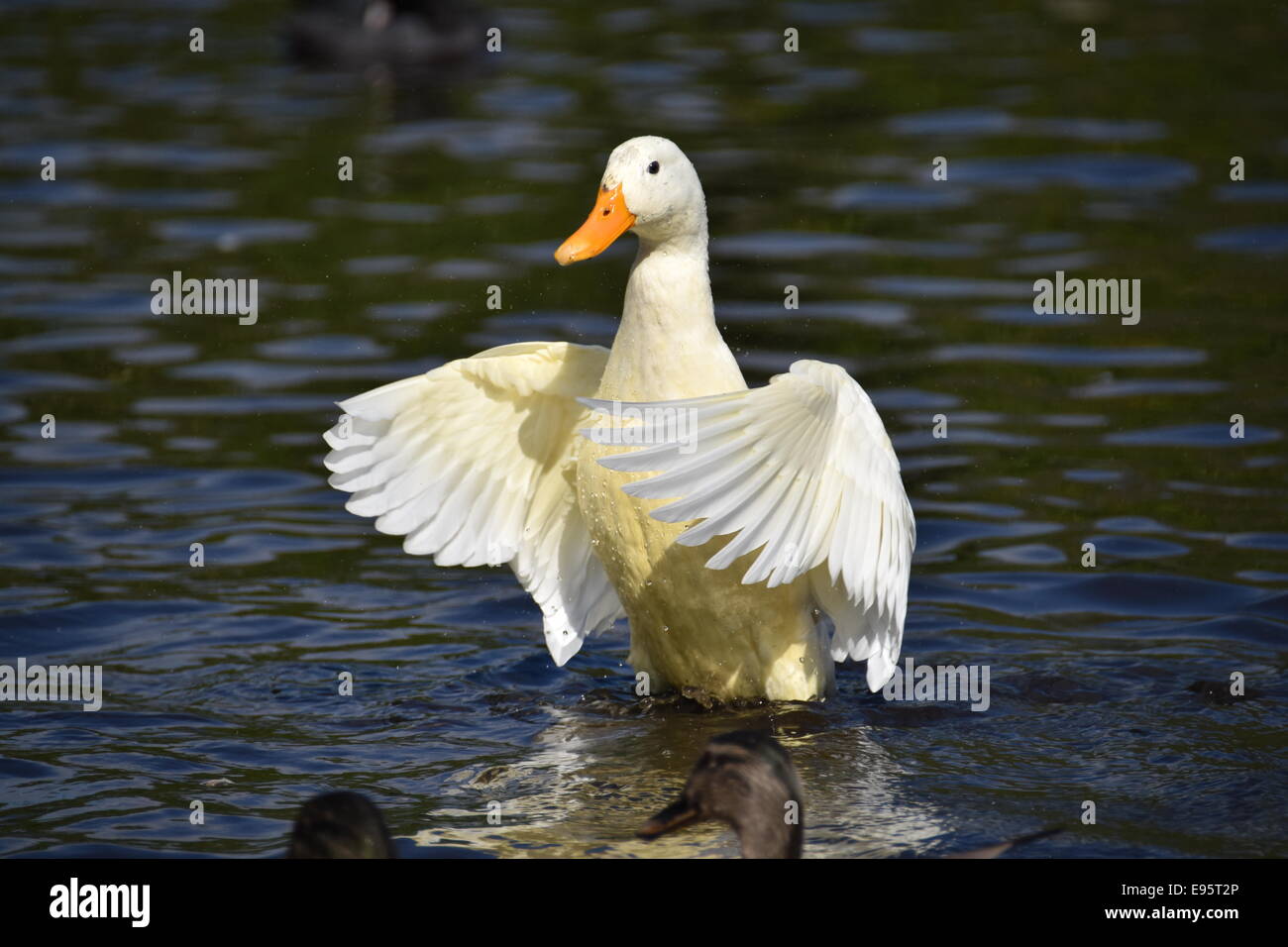 Eine weiße Ente mit den Flügeln an einem See mit einem gelben Schnabel Stockfoto