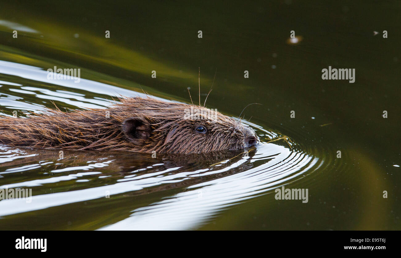 Ein europäischer Biber. Das Säugetier lebt in einem großen, kontrollierten Raum in mid Wales. Stockfoto