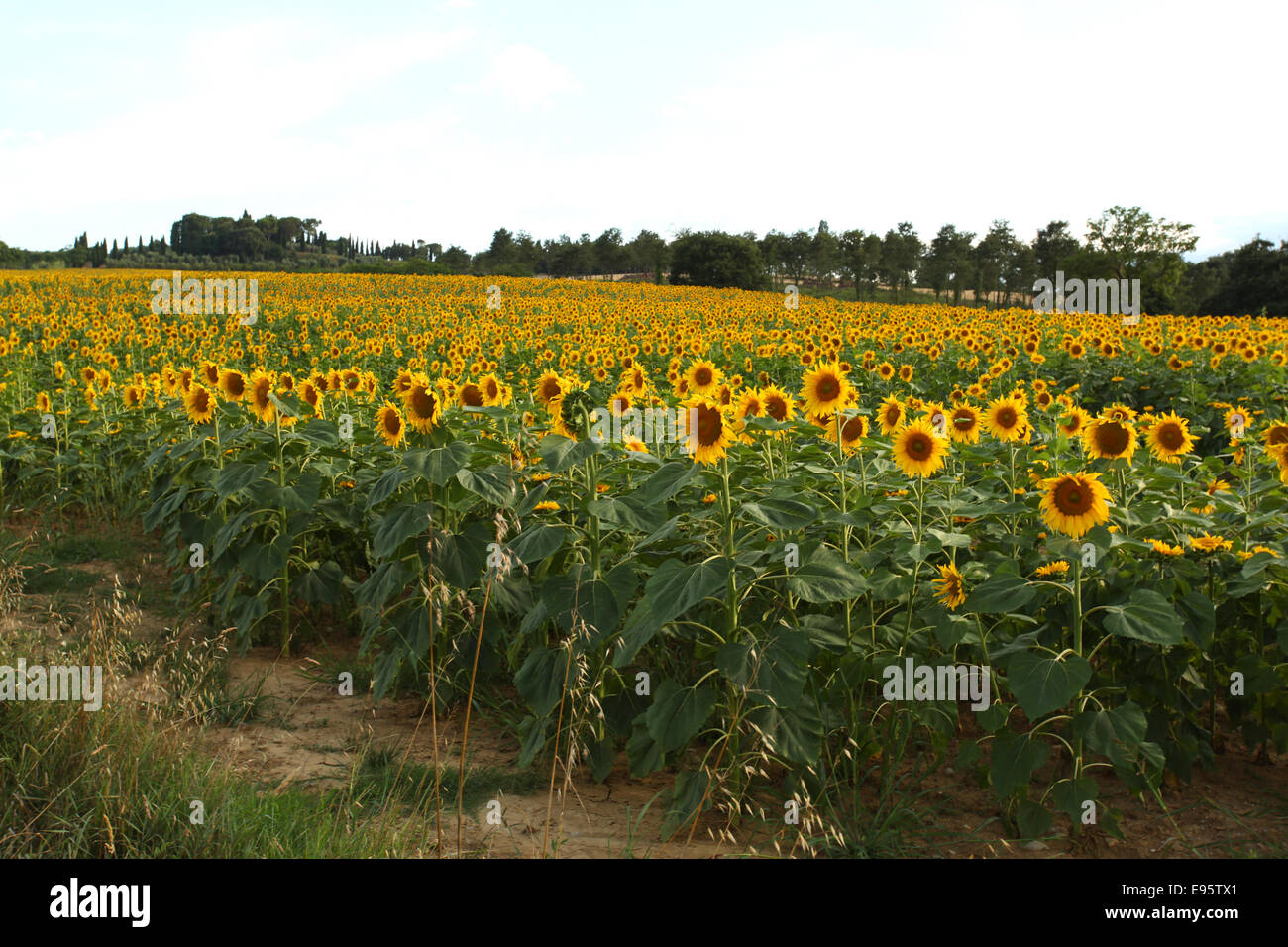 Feld mit Sonnenblumen. Umbrien, Italien. Stockfoto