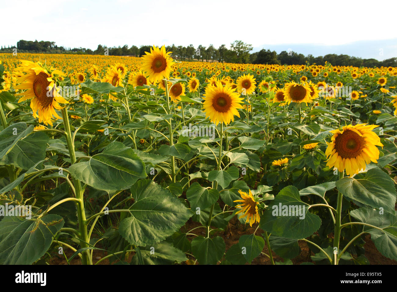 Feld mit Sonnenblumen. Umbrien, Italien. Stockfoto
