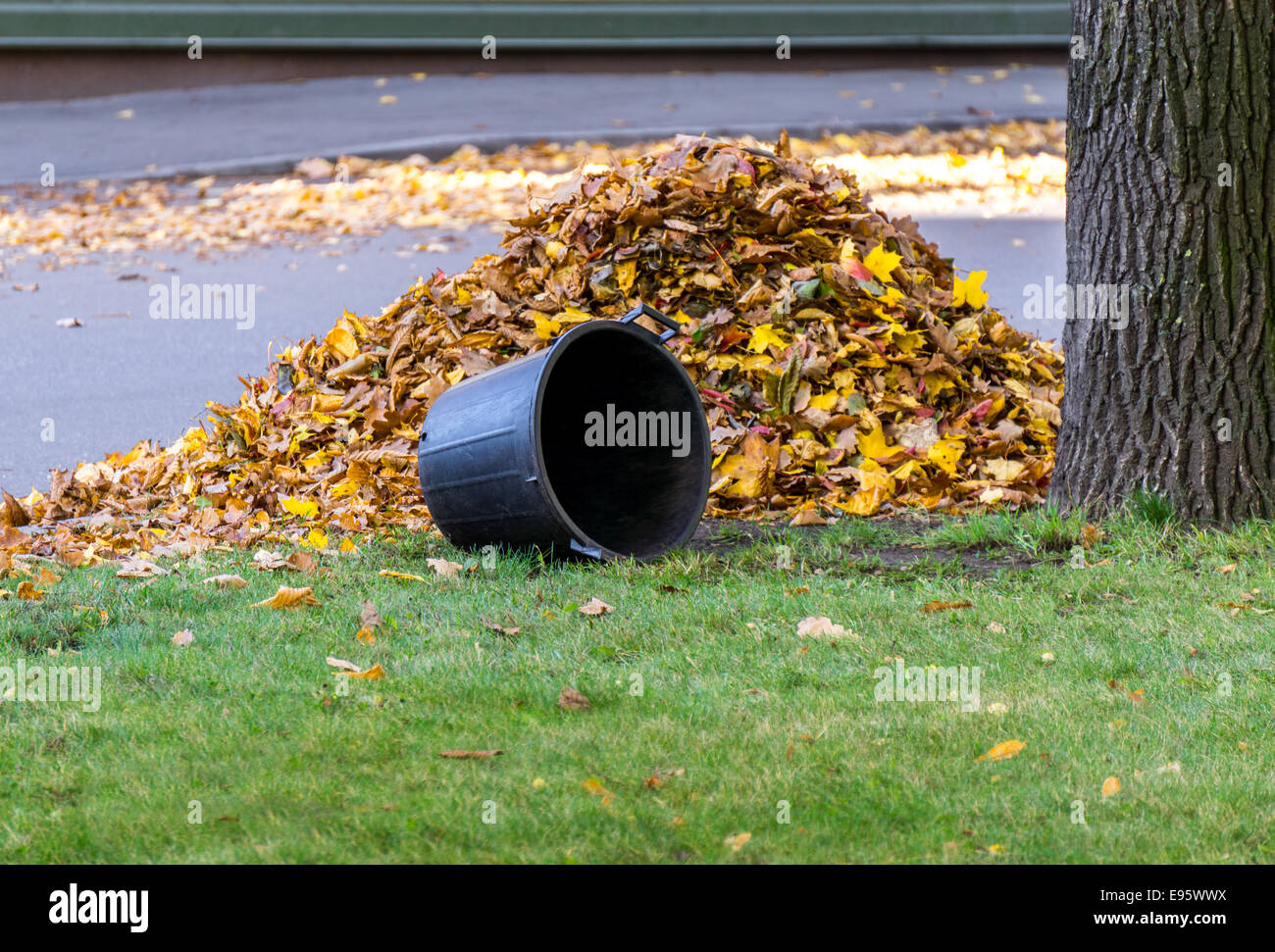 Haufen von Blättern und den leeren schwarzen Kunststoff Korb auf dem grünen Rasen im Herbst Stockfoto