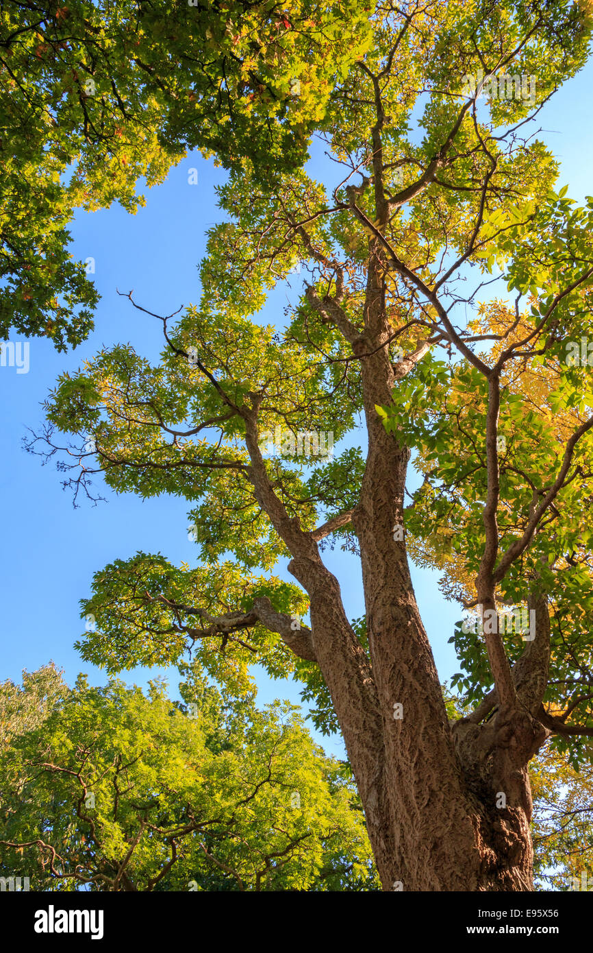 Unter dem Vordach des japanischen Corktree (Phellodendron Japonicum) im Herbst Stockfoto