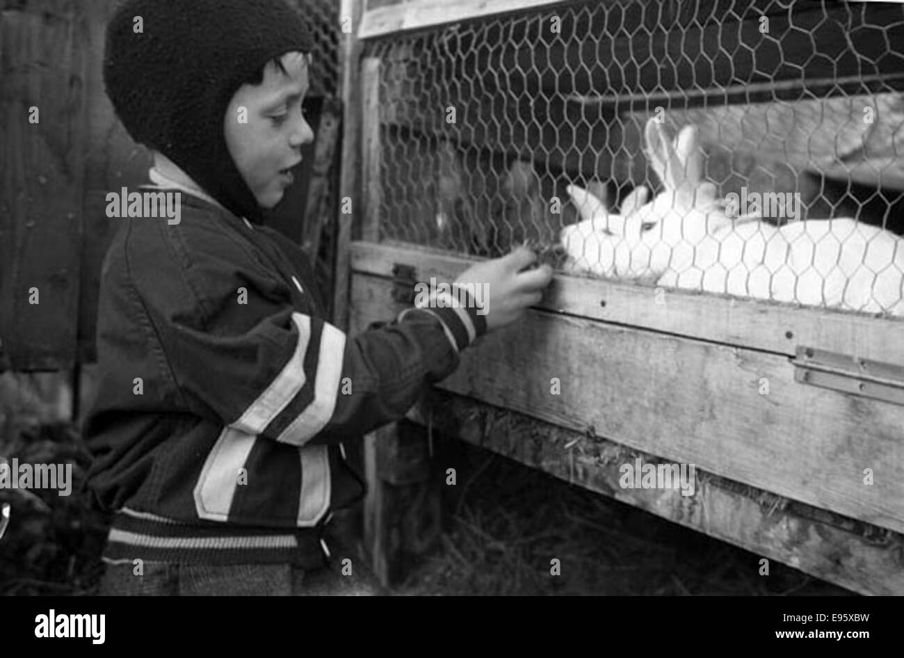 Ein junge Kaninchen (STANLEY) füttern. 1949 21/4 x 31/4 negativ ist dies eines 54 Fotos im Album "Fort Macleod anonym". Die meisten sind in den späten 1940er Jahren in Fort Macleod, Alberta gedreht. Der Geber die Fotos dort Stockfoto