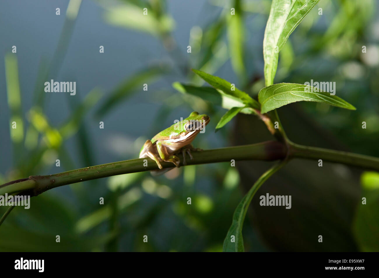 American Green Tree Frog (Hyla cinerea) sitzt auf mexikanischen Petunia Stamm mit Blick zur Seite mit weißen Unterbauch zeigt, Florida, USA. Stockfoto