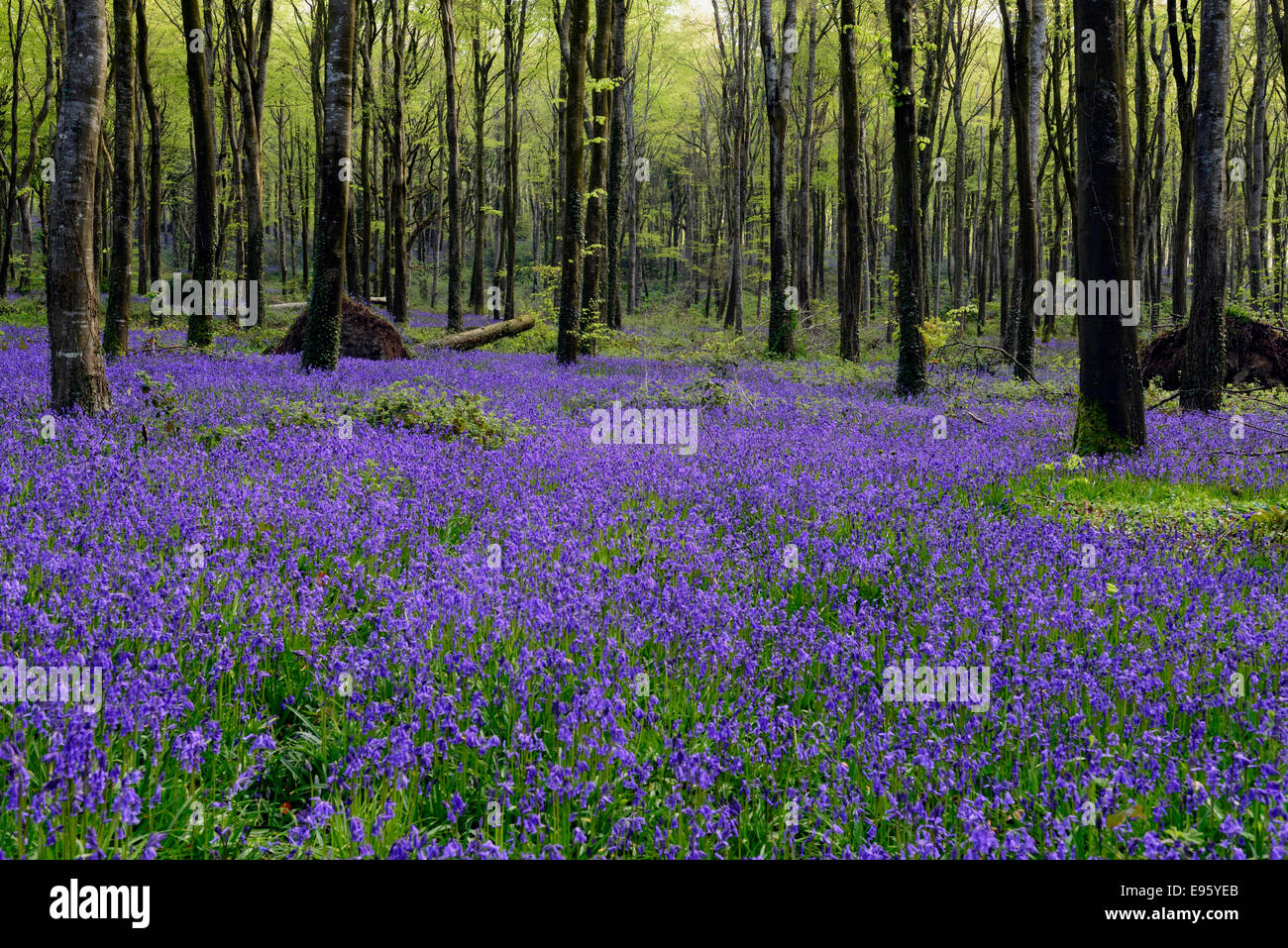 Frühling Bluebell Teppich Blume Holz Wald Wald Wäldchen Irland irische Landschaft Moore Abbey Wood Stockfoto