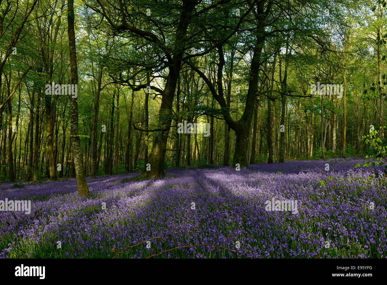 Frühling Bluebell Teppich Blume Holz Wald Wald Wäldchen Irland irische Landschaft Moore Abbey Wood Stockfoto