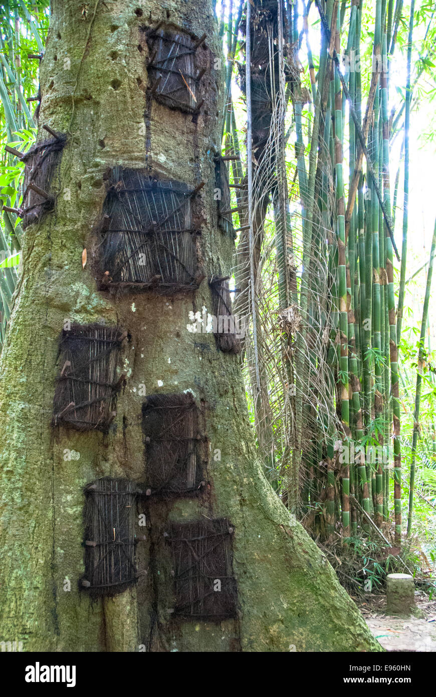 Baum Gräber für Babys in Kambira Tanah Toraja Sulawesi Indonesien Stockfoto