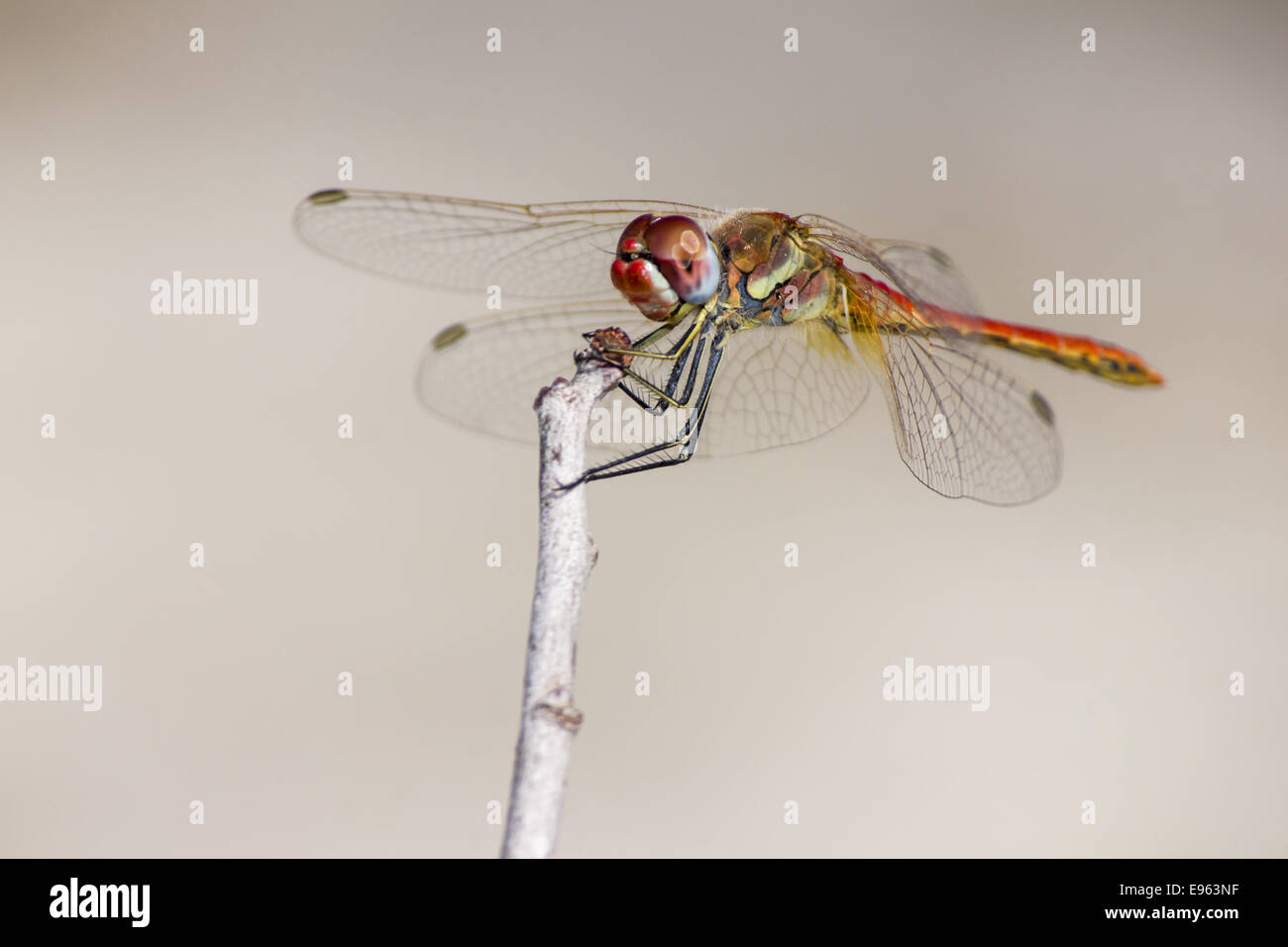 Die rot geäderten Dropwing Trithemis arteriosa Stockfoto