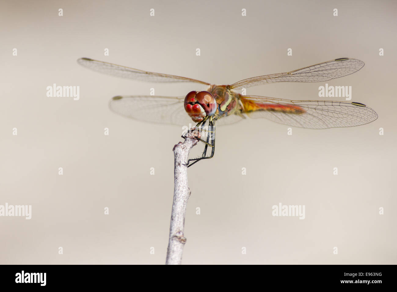 Die rot geäderten Dropwing Trithemis arteriosa Stockfoto
