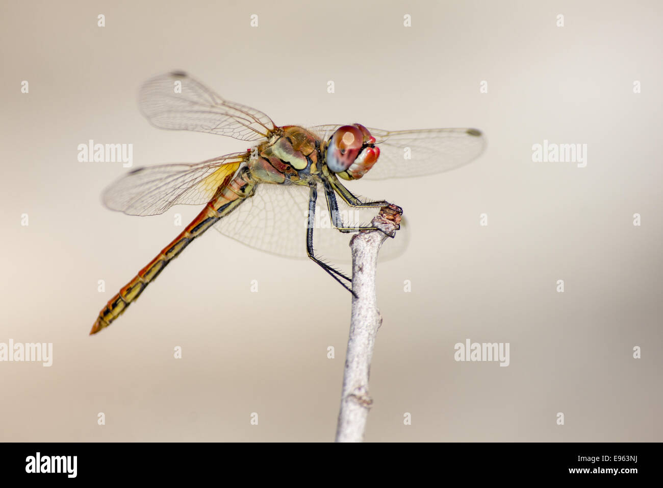 Die rot geäderten Dropwing Trithemis arteriosa Stockfoto