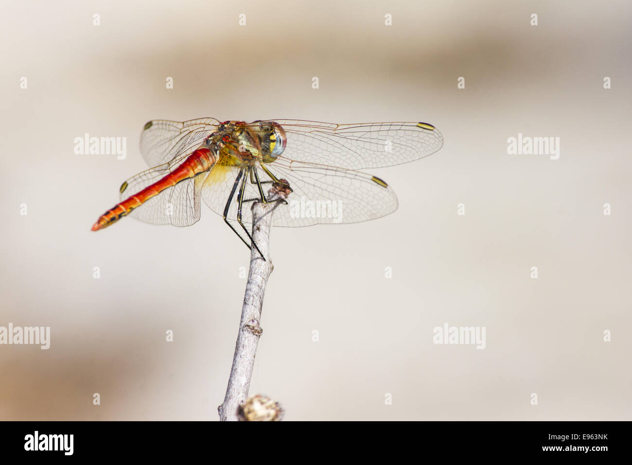 Die rot geäderten Dropwing Trithemis arteriosa Stockfoto