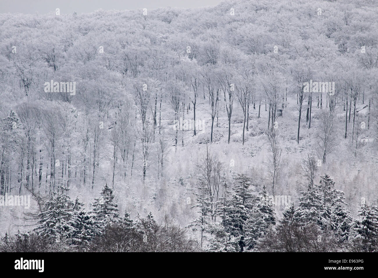 Winterliche Ansicht mit Schnee und Bäumen im Taunus in der Nähe von Engenhahn, Deutschland Stockfoto