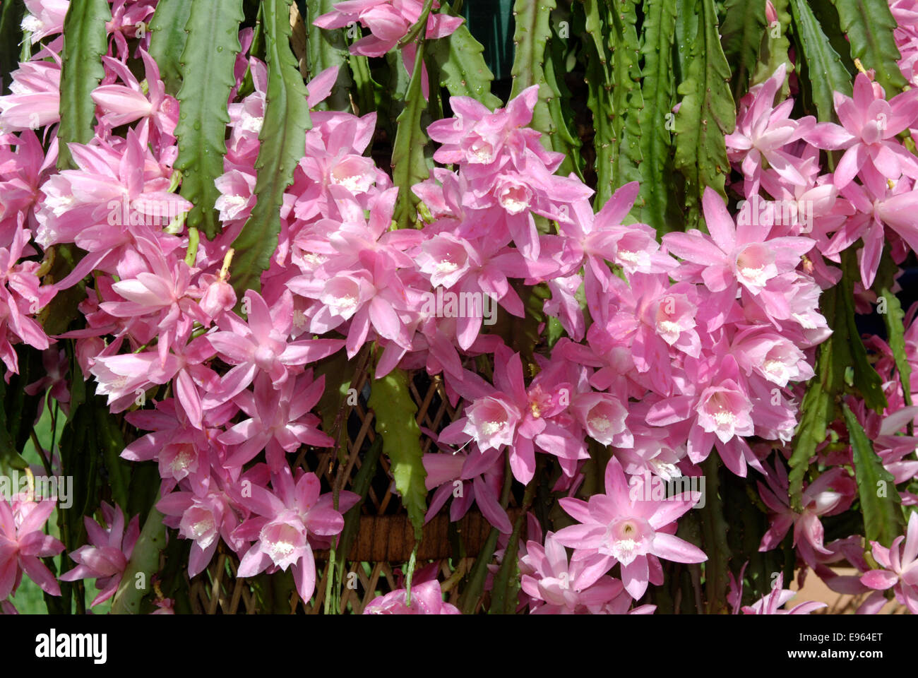 Epiphyllum, Orchid cactus Stockfoto