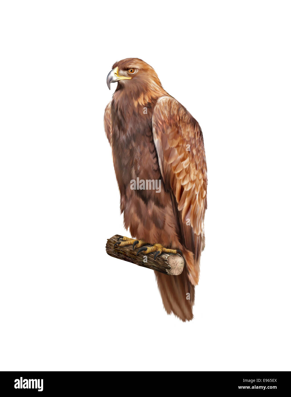 Goldener Adler, Aquila Chrysaetos, Orel Skalni. Abbildung, isoliert auf weiss Stockfoto