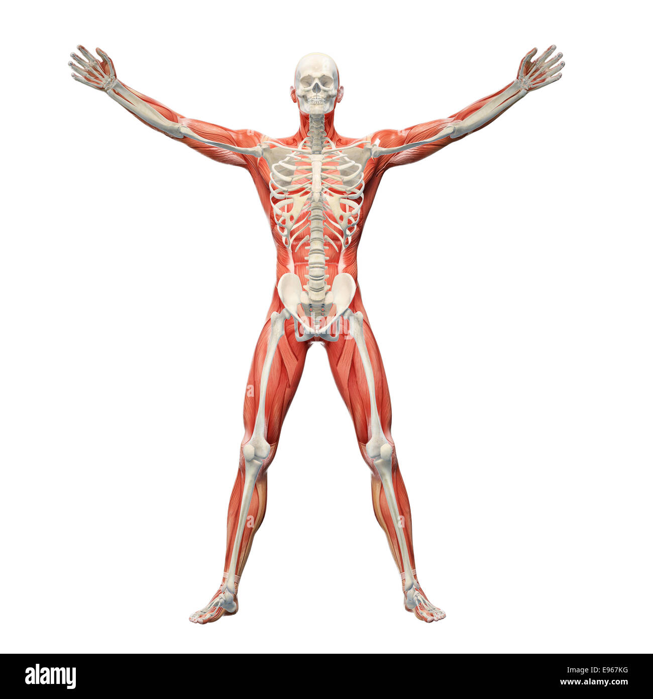 Menschliche Anatomie mit sichtbaren Skelett und Muskeln Stockfoto
