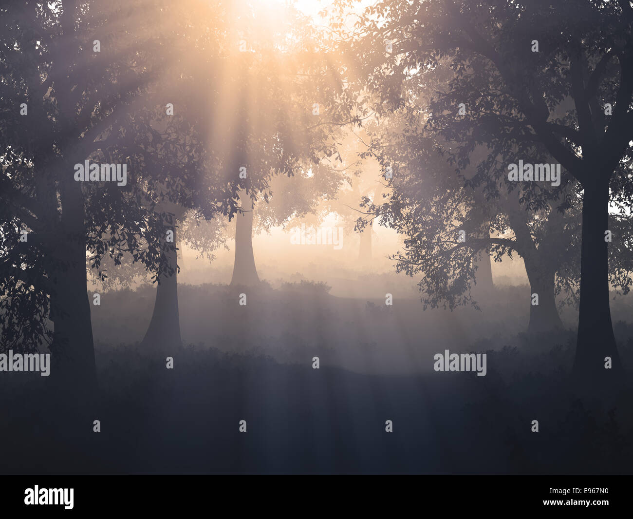 Sonnenschein im Mysty Wald Stockfoto
