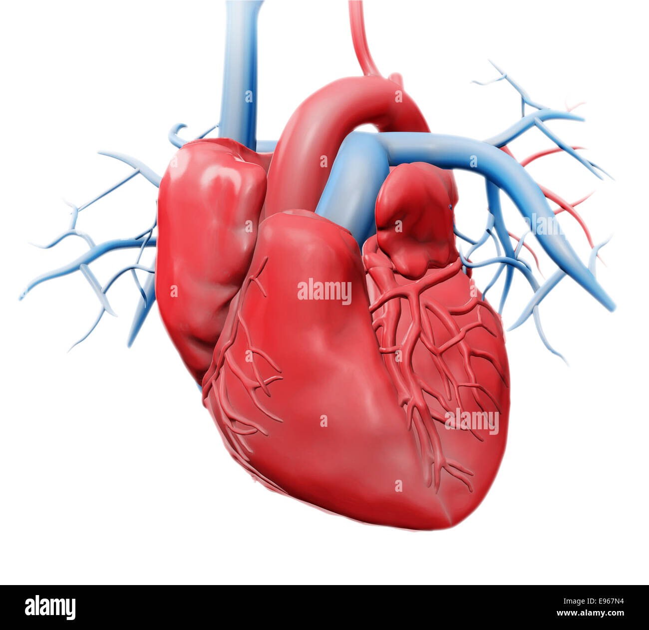 Menschliches Herz - Kardiologie Gesundheitswesen Abbildung Stockfoto