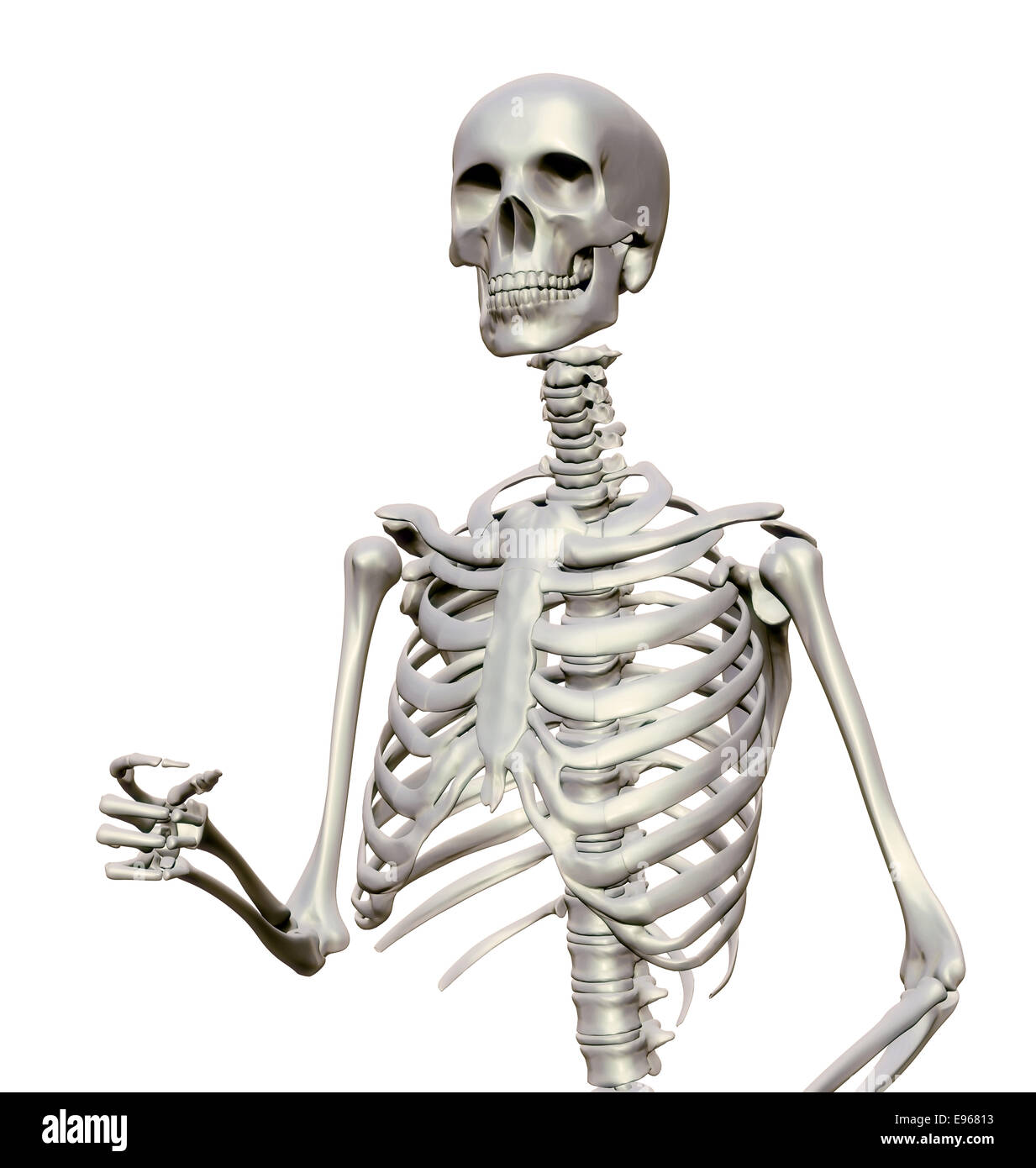Menschliches Skelett - anatomische Abbildung Stockfoto