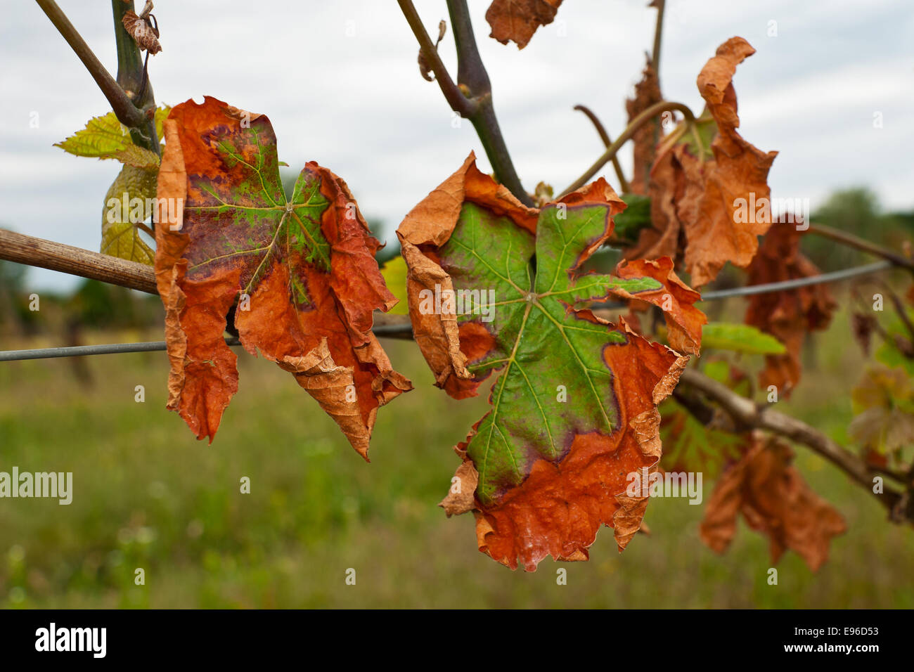 Verwelkte Blätter auf einer Weinrebe Stockfoto