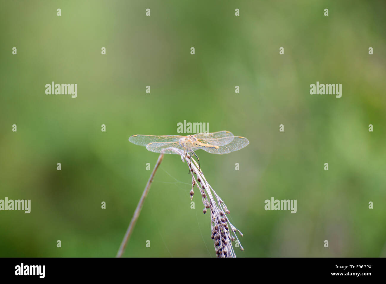 Libellenflügel Aufwärmen auf einem Zweig Stockfoto