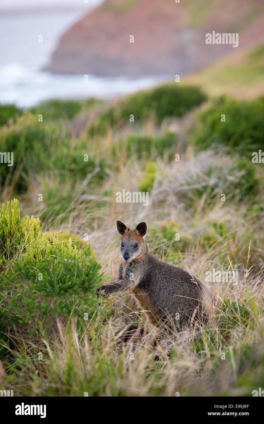 Schwarz oder Swamp Wallaby bei Cape Woolamai, Phillip Island Stockfoto