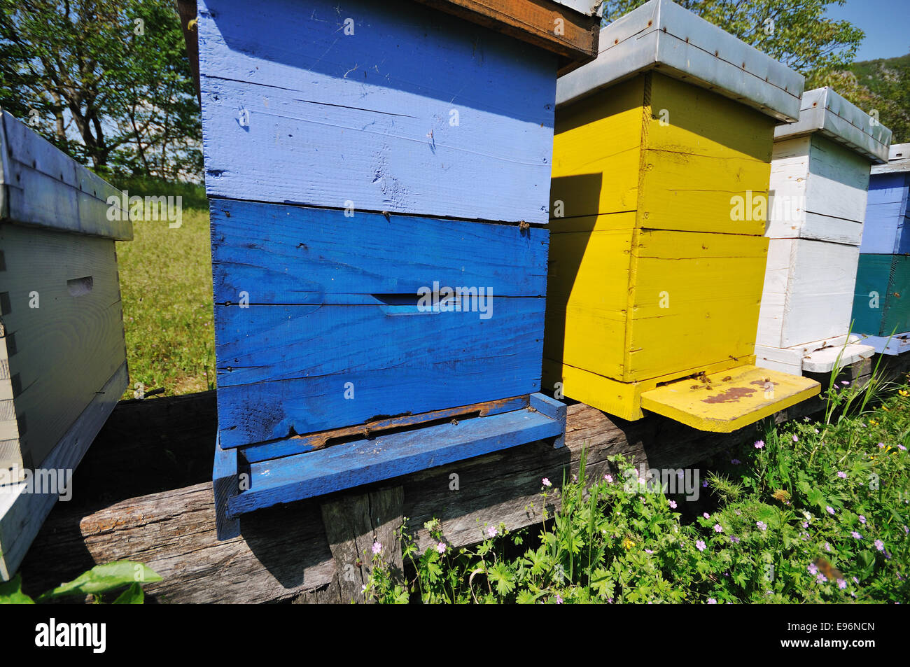 Biene die  Wiese nach Hause  Stockfotografie Alamy