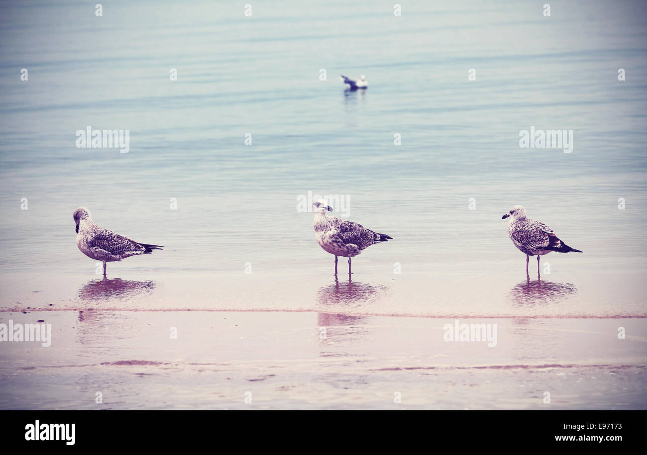 Retro-Stil Natur Hintergrund. Vögel am Strand. Stockfoto