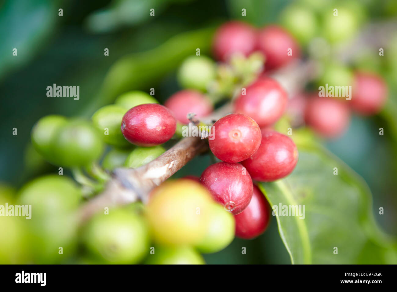 Reife Kaffeekirschen auf einem Ast auch mit grünen Bohnen Stockfoto