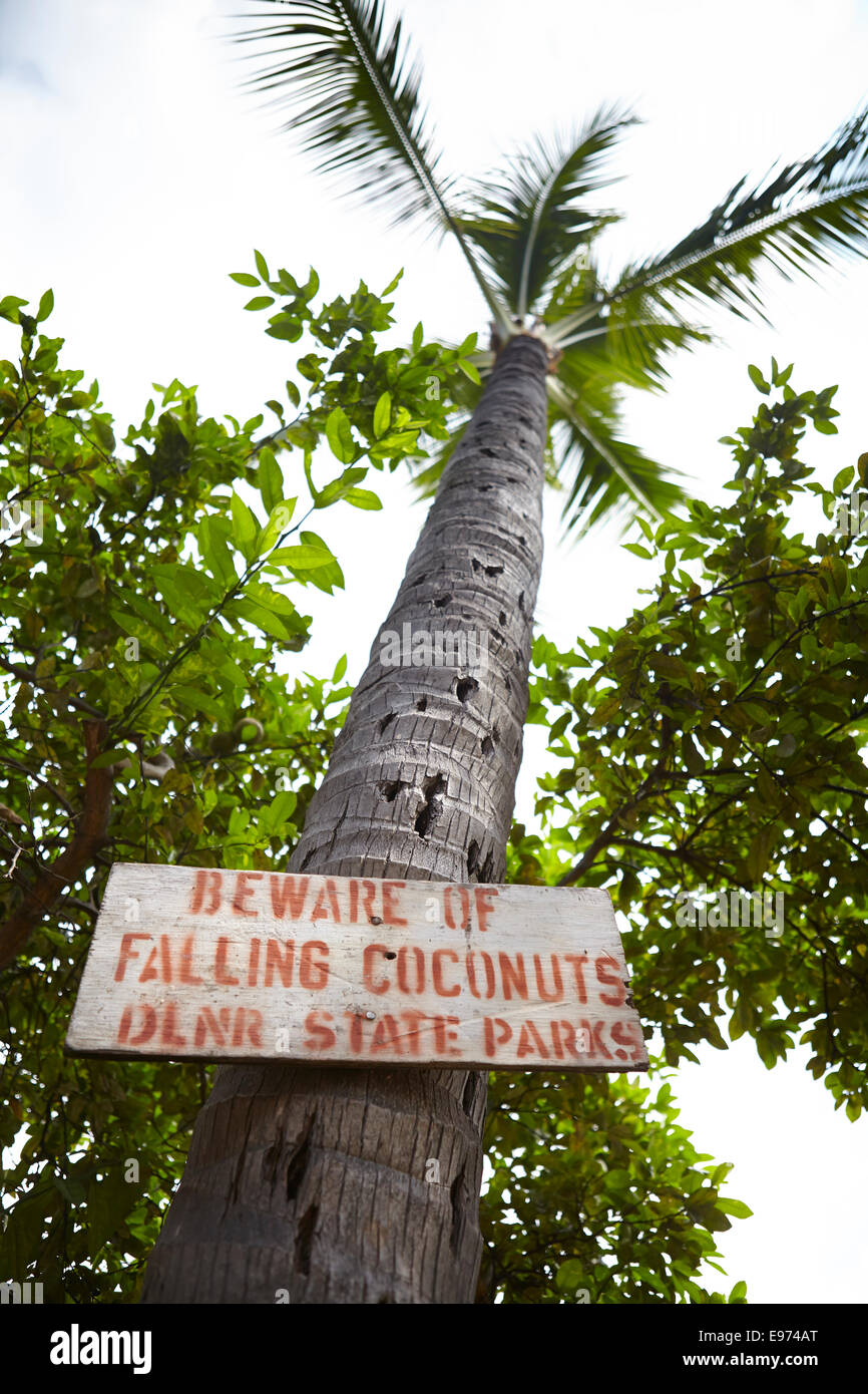 Ein Schild Warnung vor fallenden Kokosnüssen. Stockfoto
