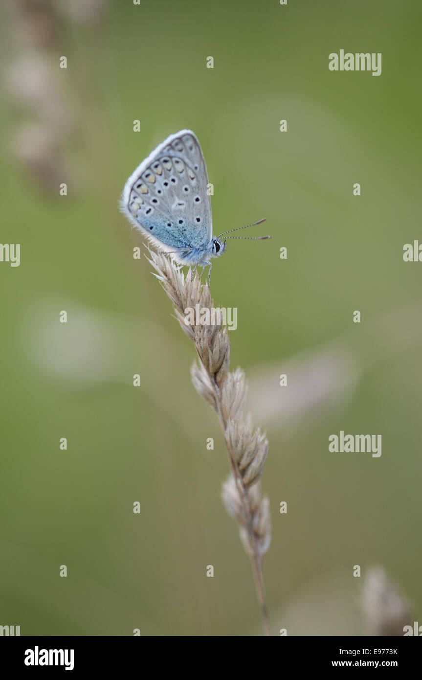 Gemeinsamen blau (Polyommatus Icarus), Deutschland Stockfoto