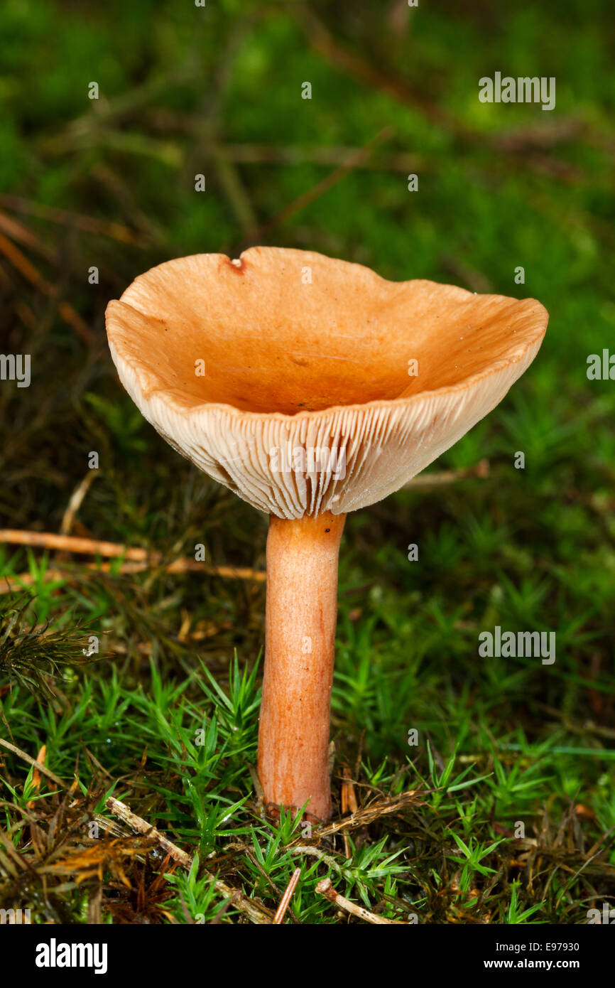 Jungen schuppigen Rustgilln Pilz (Gymnopilus Sapineus), der Hut bilden eine Tasse, mit Regenwasser gefüllt Stockfoto