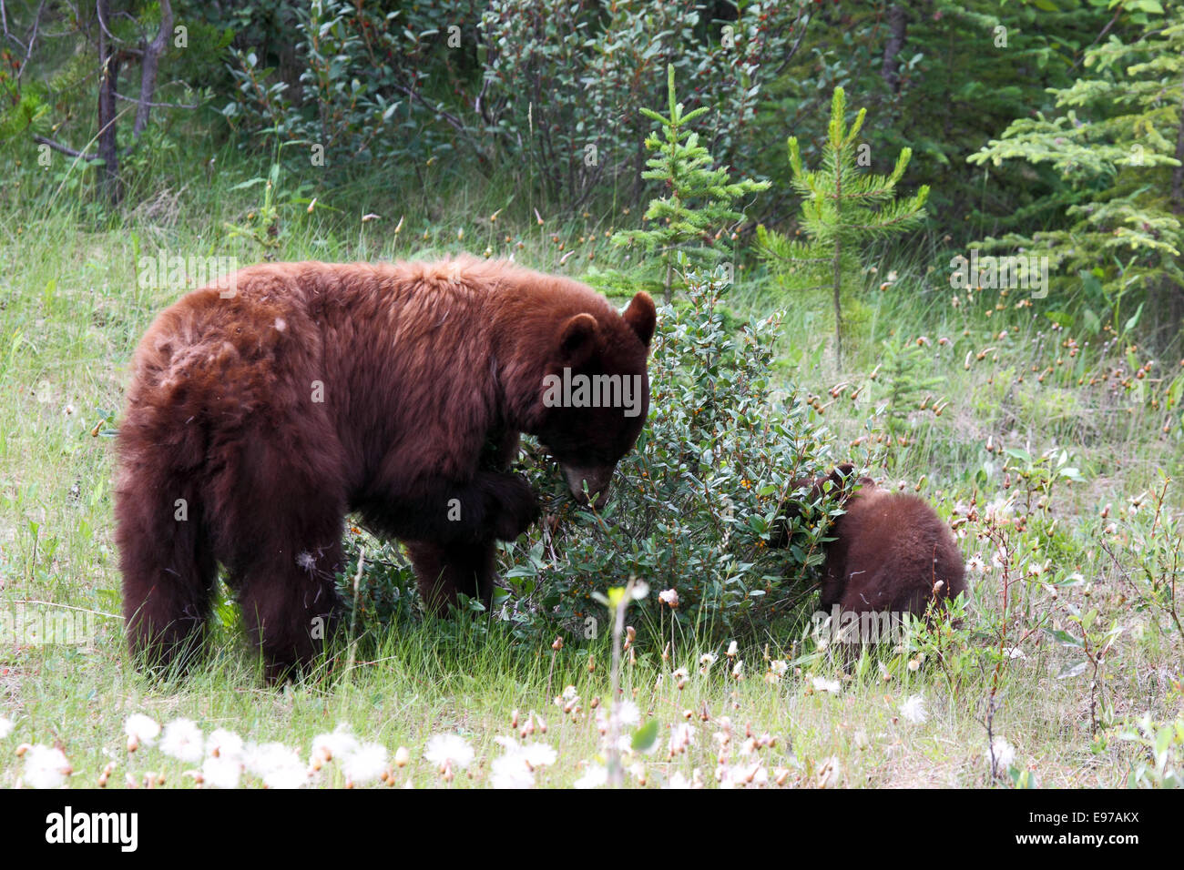 Amerikanischer Schwarzbär, Baribal, mit Jungtier Stockfoto