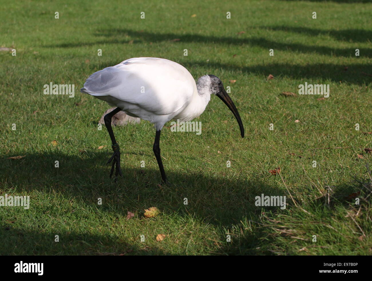 Süd-asiatischen Black-headed Ibis oder orientalischer weißer Ibis (Threskiornis Melanocephalus) Stockfoto