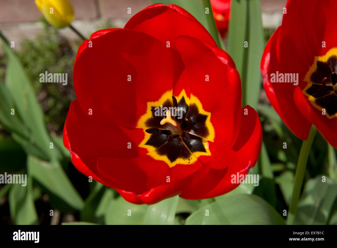 Rote Tulpe Blumen im Frühling Stockfoto