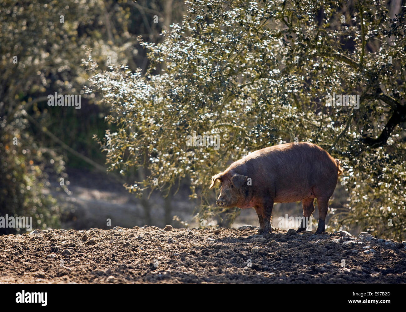 Schwarze Schwein "Pata Negra" Leben außerhalb in Andalusien Stockfoto