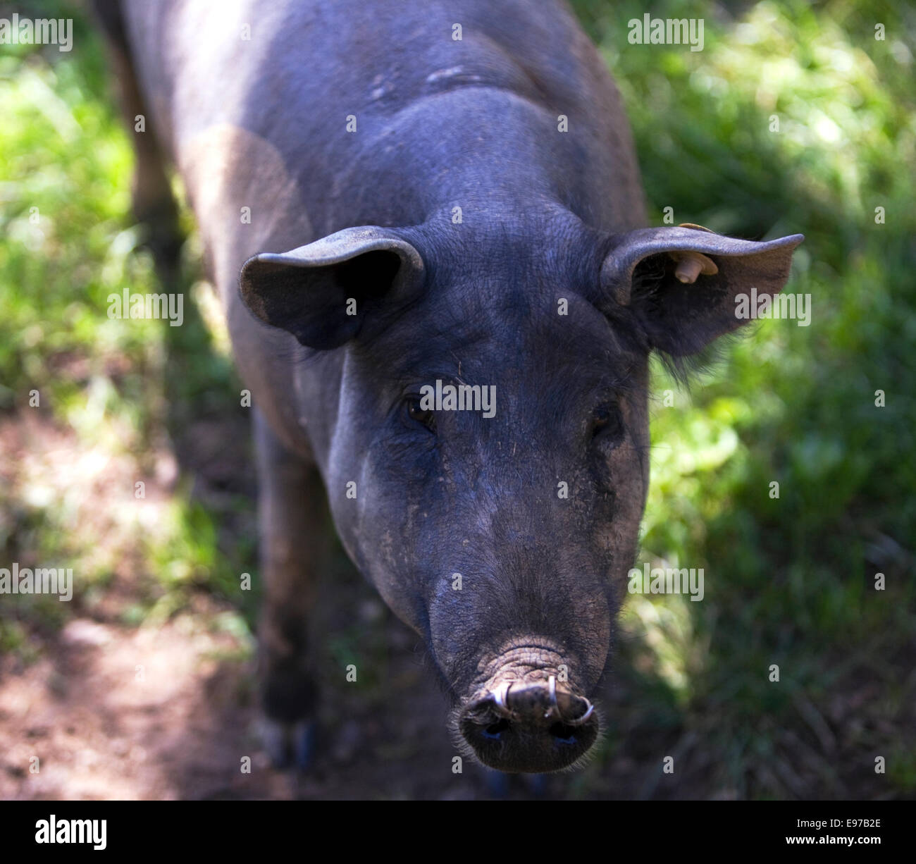 Schwarze Schwein "Pata Negra" Leben außerhalb in Andalusien Stockfoto