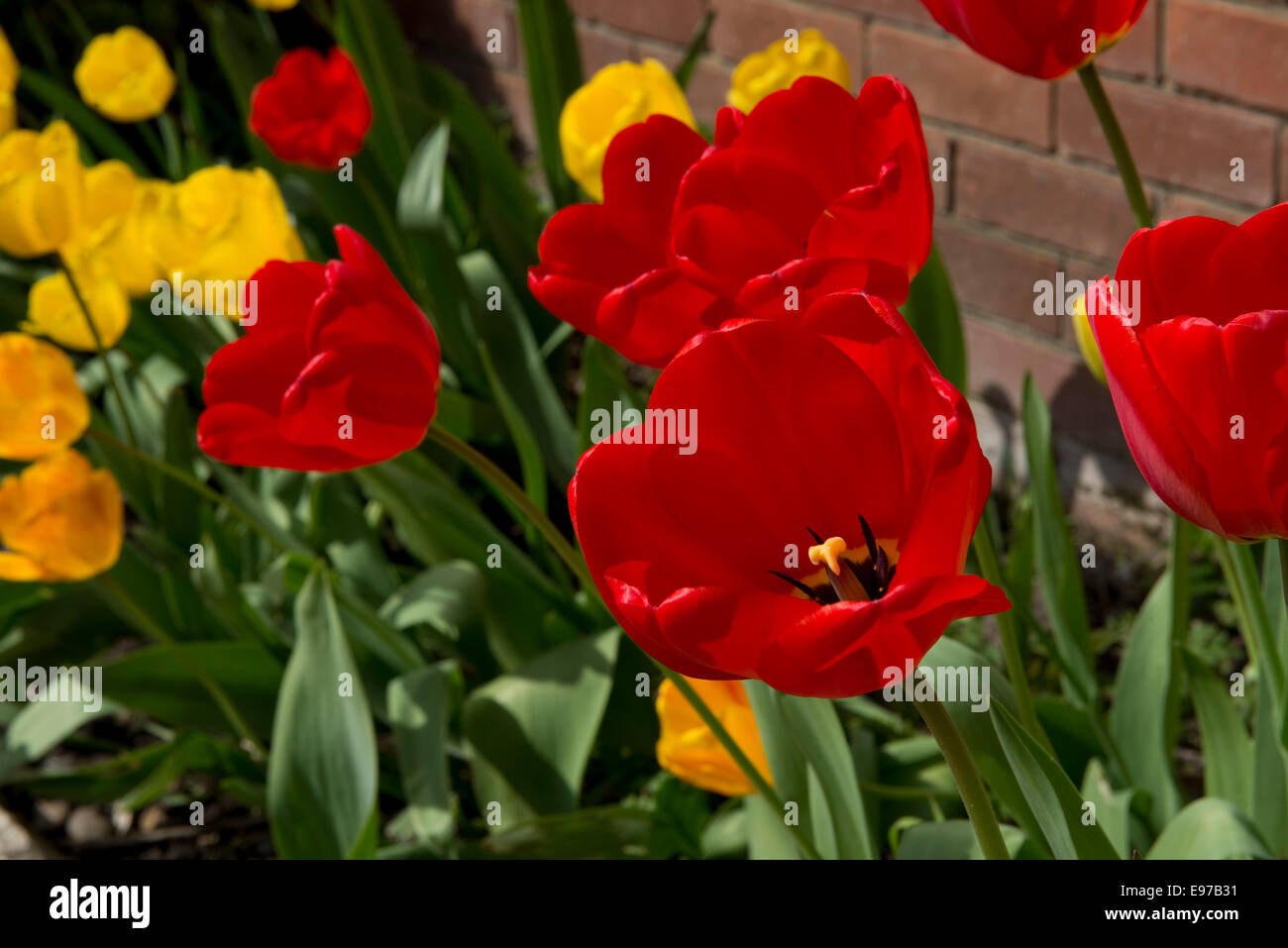 Rote Tulpe Blumen im Frühling Stockfoto