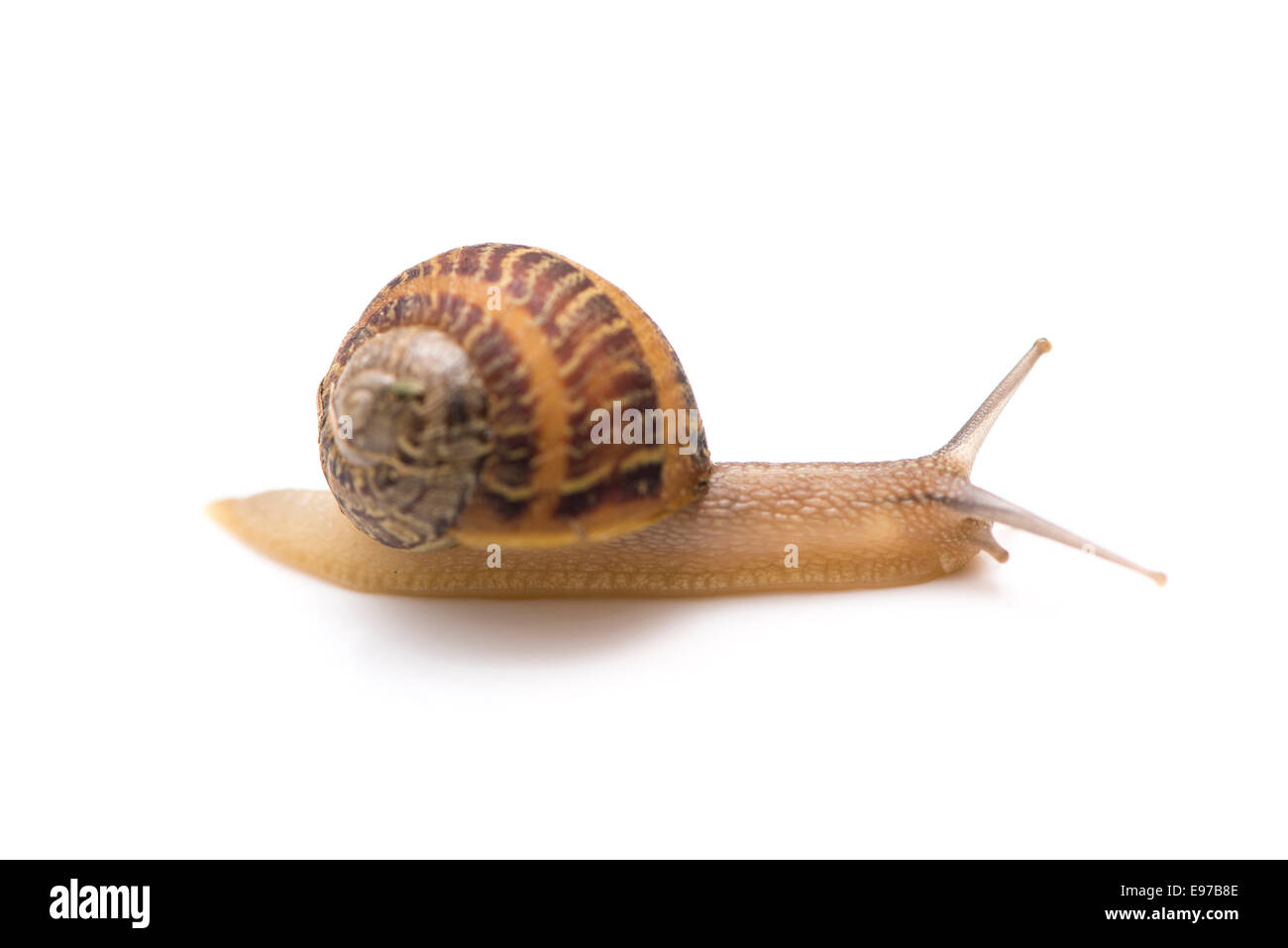 kleine Schnecke auf weißem Hintergrund Stockfoto