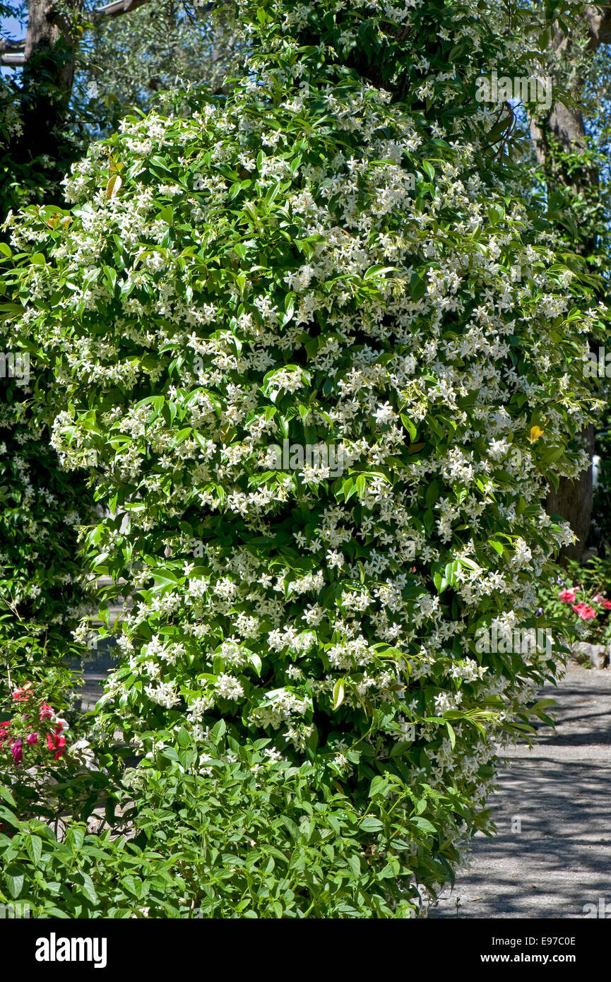 Blühende Jasmin, Jasminum Officinale, in einem mediterranen Garten auf die Bucht von Neapel in der Nähe von Sorrento im Mai Stockfoto
