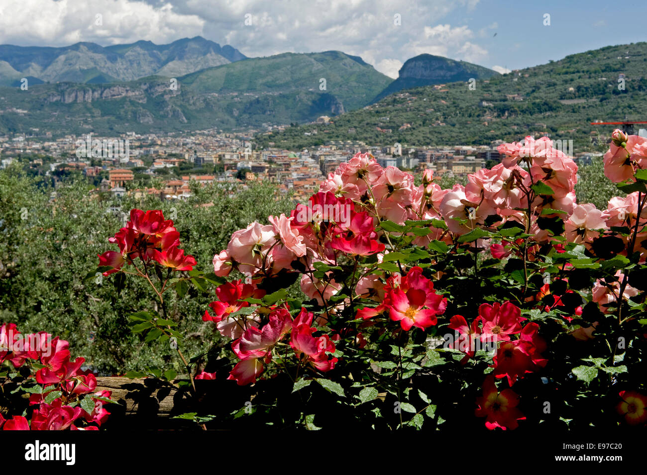 Kletterrosen mit vollen roten und rosa Blüten über einen hölzernen Zaun in einem Garten auf die Bucht von Neapel in der Nähe von Sorrent in Italien, kann Stockfoto