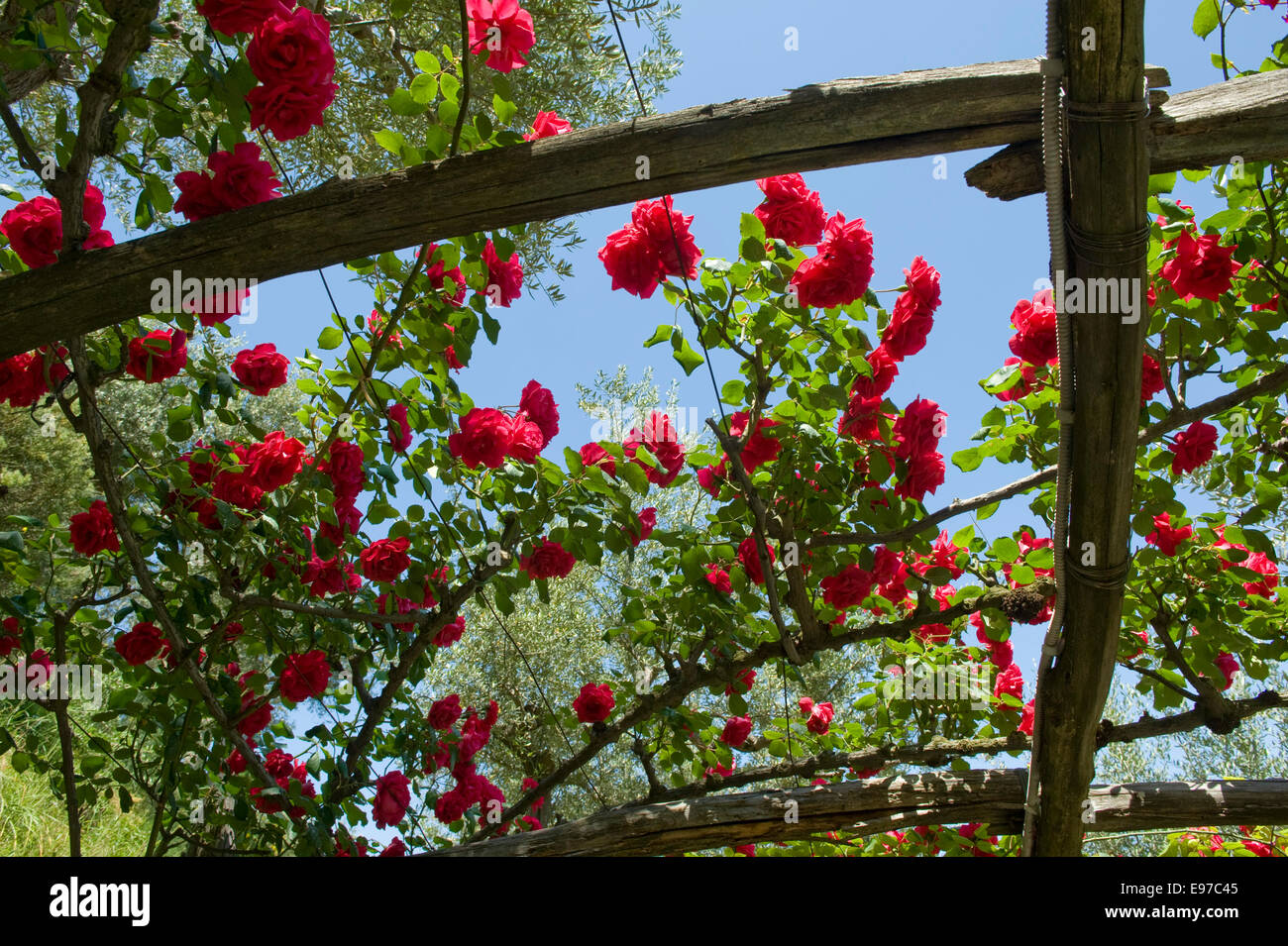 Kletterrosen mit vollen roten Blüten über einem hölzernen Gitter in einem Garten auf die Bucht von Neapel in der Nähe von Sorrent in Italien, kann Stockfoto