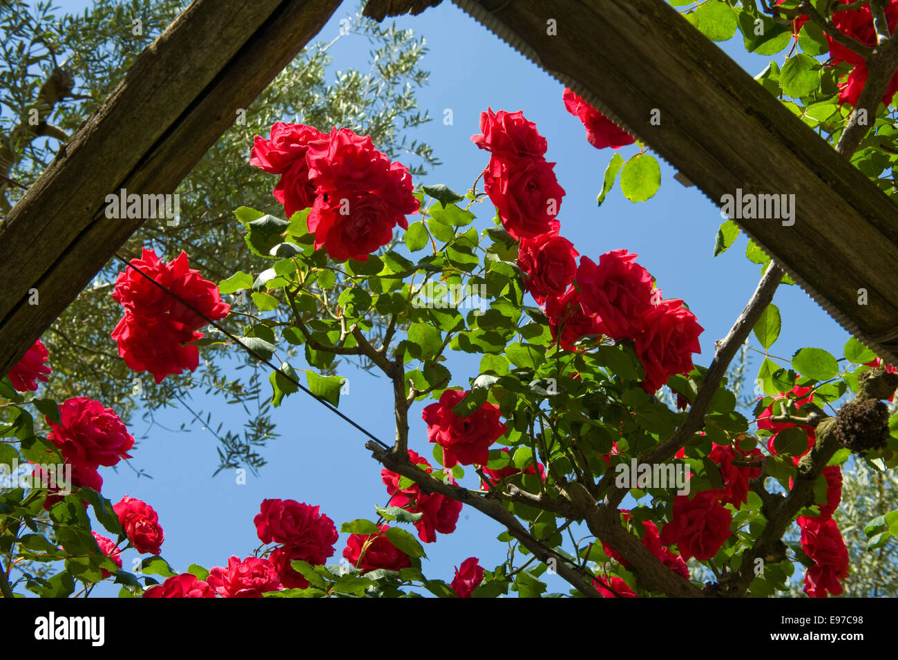 Kletterrosen mit vollen roten Blüten über einem hölzernen Gitter in einem Garten auf die Bucht von Neapel in der Nähe von Sorrent in Italien, kann Stockfoto