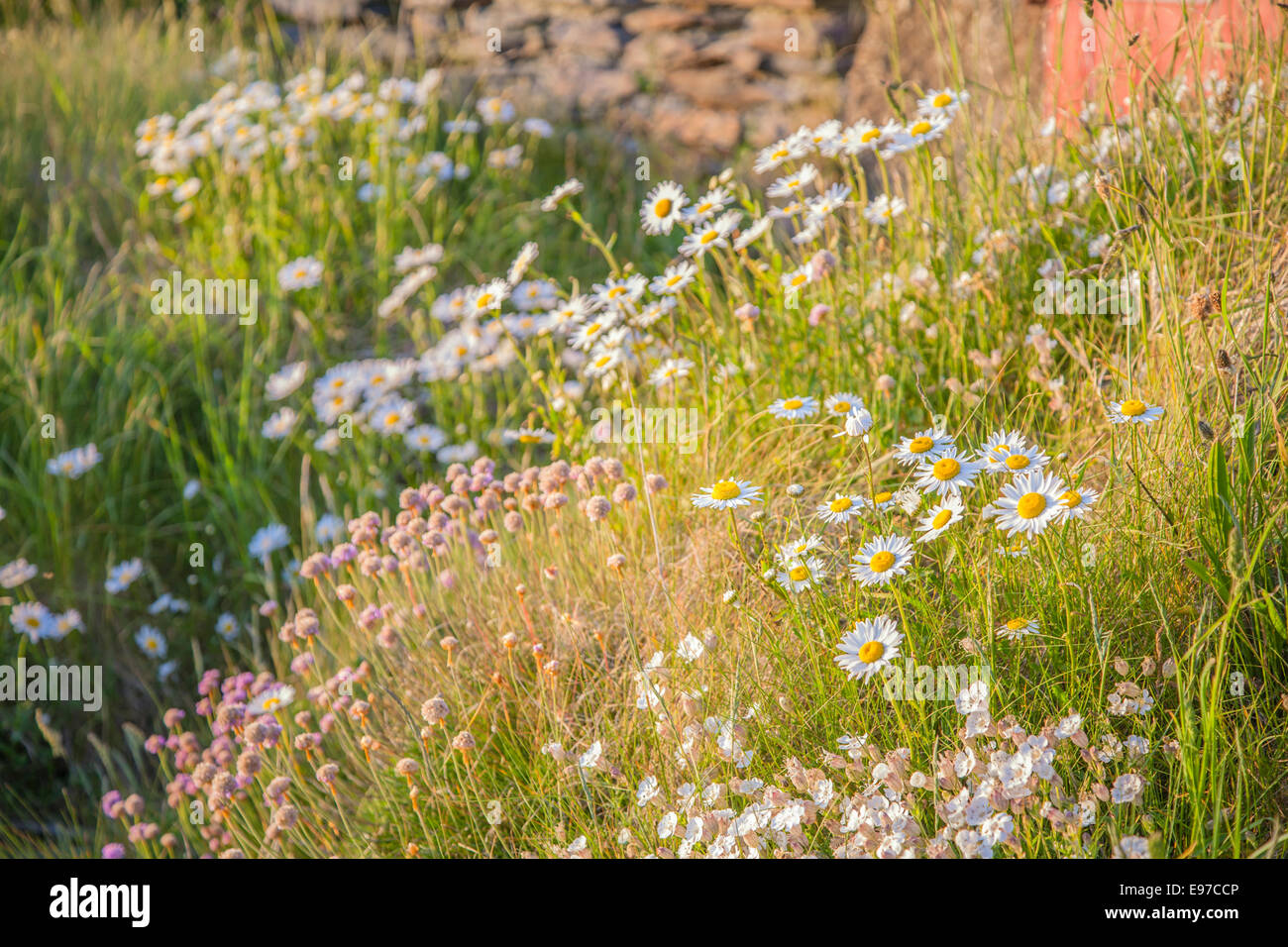 Wilde Blumen in der Nähe von St Davids, Pembrokeshire. Stockfoto