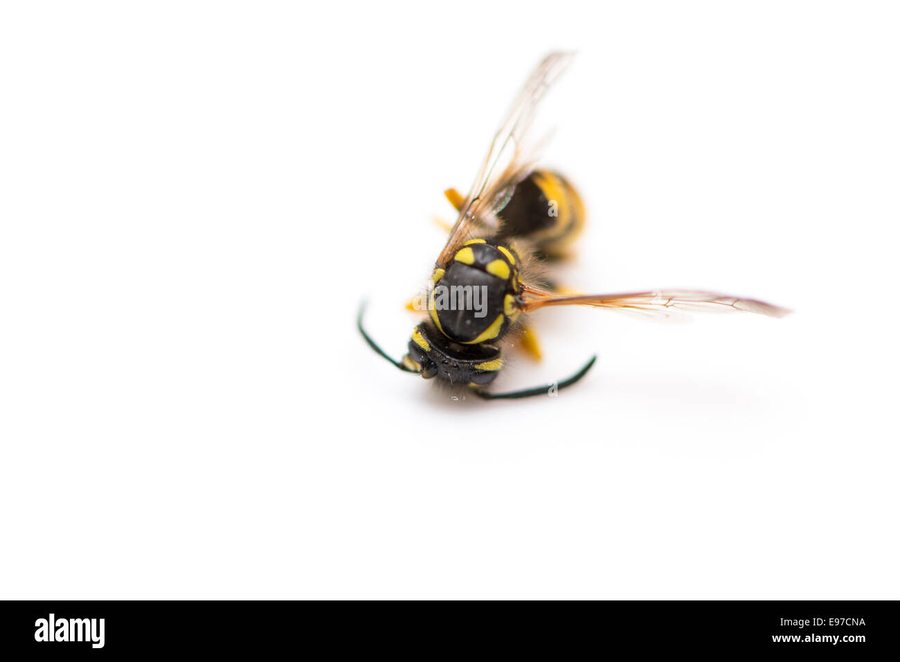 Wespe gelber und schwarzer Farbe auf weißem Hintergrund Stockfoto