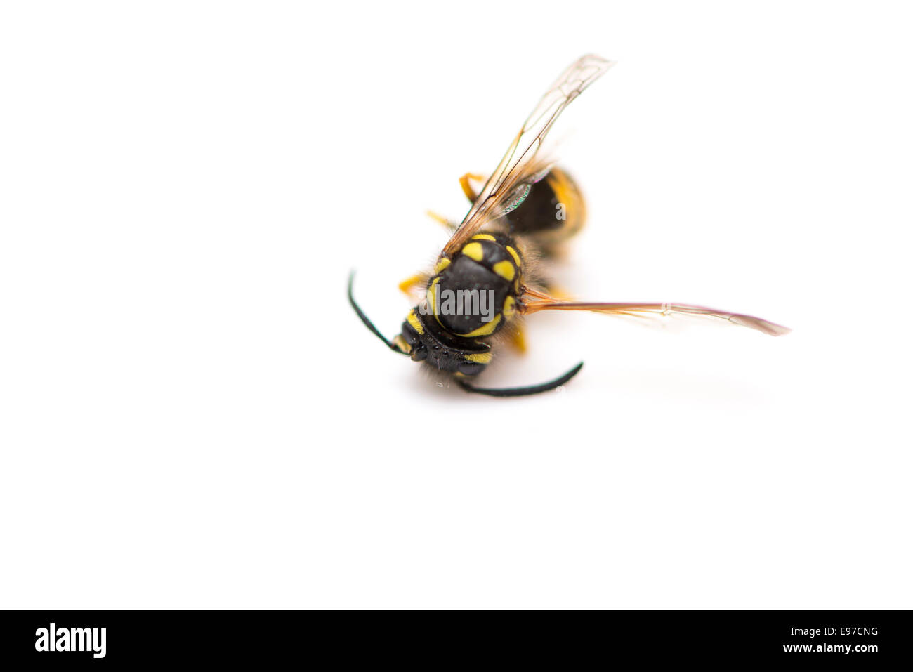 Wespe gelber und schwarzer Farbe auf weißem Hintergrund Stockfoto