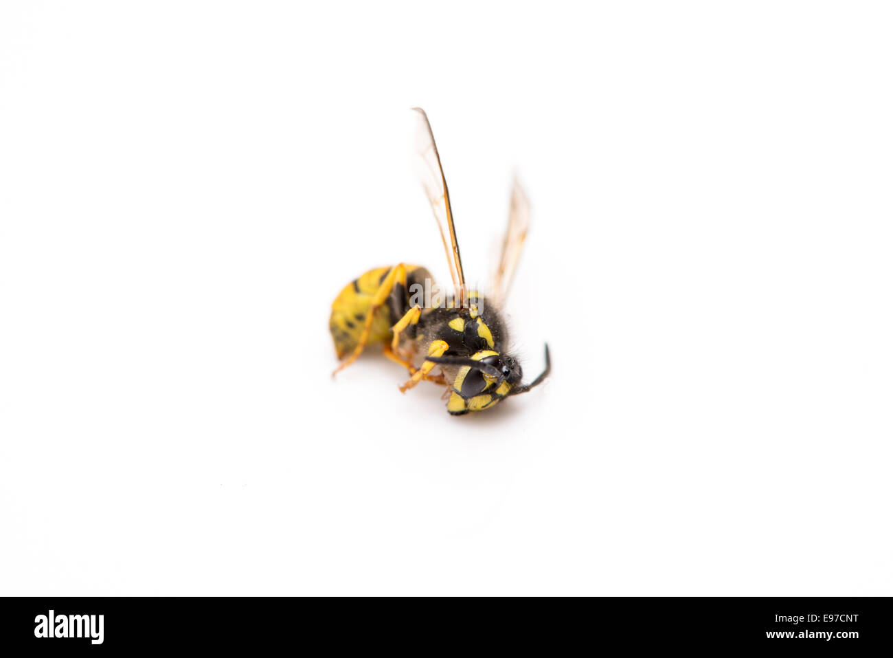 Wespe gelber und schwarzer Farbe auf weißem Hintergrund Stockfoto