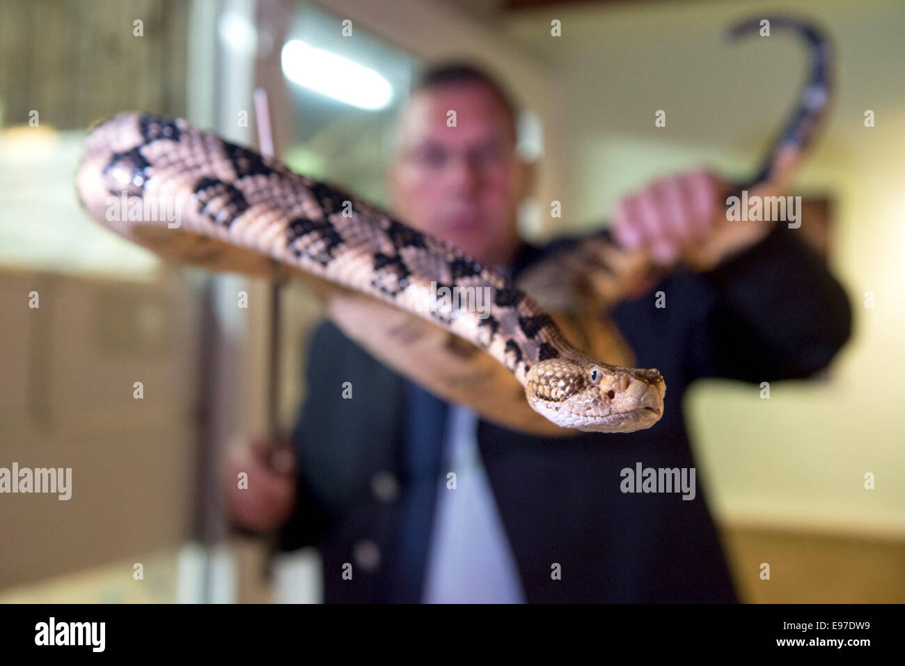 Brueggen, Deutschland. 21. Oktober 2014. Michael Harzbecker, Brandmeister und Director der Reptil-Gruppe der Feuerwehr Düsseldorf zeigt eine Holz-Klapperschlange (Crotalus Horridus Atricaudatus lat.), die konfisziert wurde von einem Drogenabhängigen, im Reptilienhaus im Zoo in Brueggen, Deutschland, 21. Oktober 2014. Remmel, der Nordrhein-Westfälischen Minister für Umwelt und Verbraucherschutz, erarbeitet eine Rechnung während einer Kabinettssitzung, die Handhabung von gefährlichen und giftigen Tieren zu begegnen. Bildnachweis: Dpa picture Alliance/Alamy Live News Stockfoto